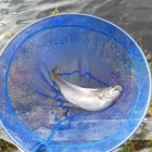 Forelvissen in Zweden en tips voor het vissen op forel