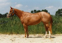 Een Quarter Horse / Bron: Rumo, Wikimedia Commons (CC BY-SA-2.0)